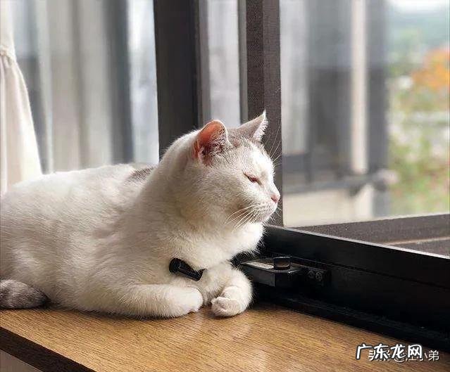 经常不在家适合养猫吗 现在的家养猫一辈子不出门对他们来说真的好吗