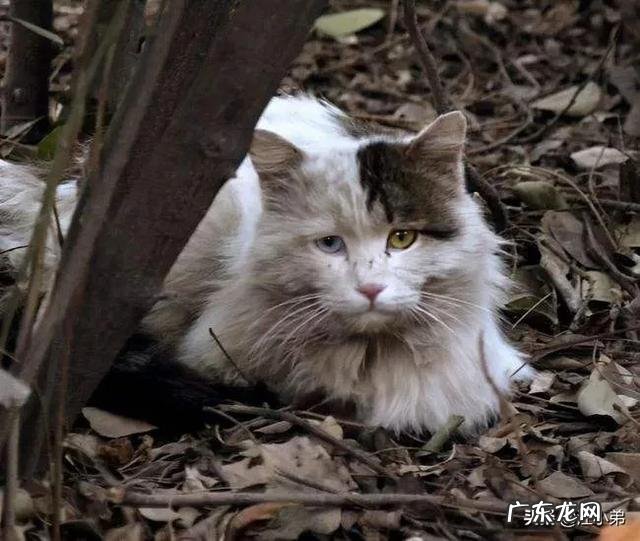 经常不在家适合养猫吗 现在的家养猫一辈子不出门对他们来说真的好吗