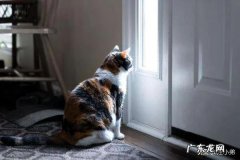 经常不在家适合养猫吗 现在的家养猫一辈子不出门对他们来说真的好吗