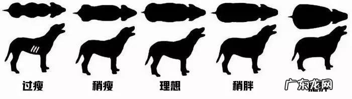 狗狗很瘦怎么办 狗狗太瘦了怎么办