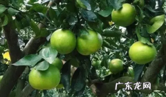 葡萄柚酸不酸 葡萄柚甜的还是酸的