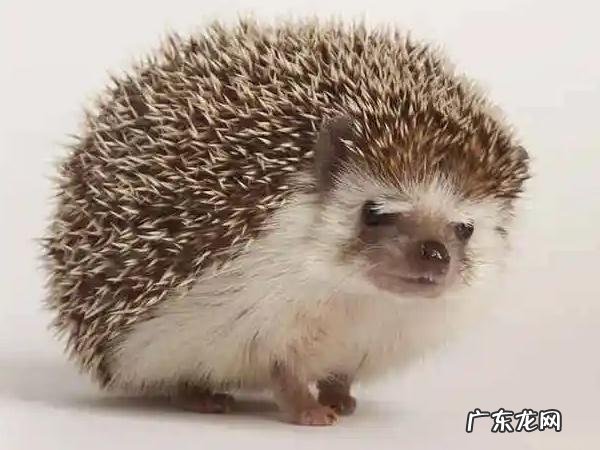 刺猬肉怎样吃最好,刺身?烤刺身?还是蒸着吃?