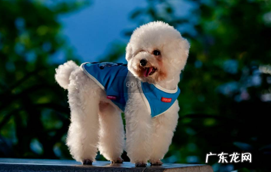 喂养贵宾犬的正确方法与技巧 养贵宾犬要注意什么