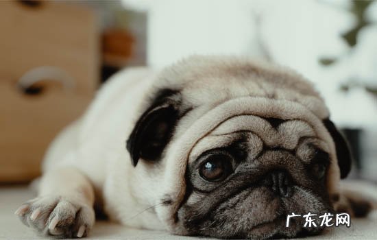 中国最大的狗是什么品种 中国有什么狗的品种