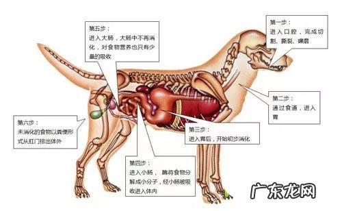 狗狗特别能拉屎正常吗 狗狗吸收好狗狗拉便便会多吗