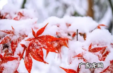 2021数九天最冷是几九 2022交九天的七九冷不冷