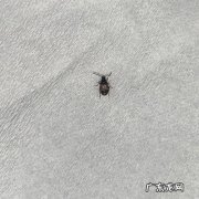 红豆里的黑虫是什么虫