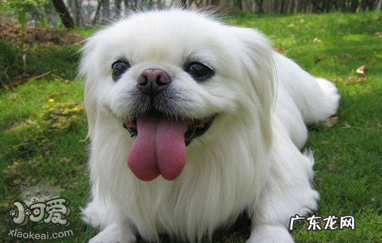 京巴狗是什么样的 京巴狗有几种