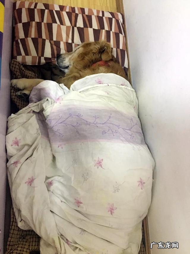 金毛很聪明 家里有一只憨厚的金毛是什么样的体验