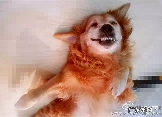 金毛很聪明 家里有一只憨厚的金毛是什么样的体验