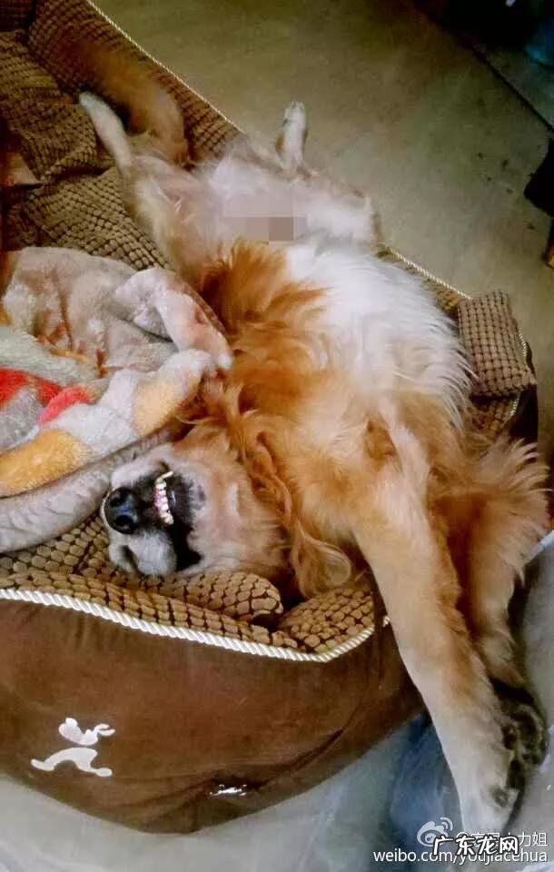 金毛很聪明 家里有一只憨厚的金毛是什么样的体验