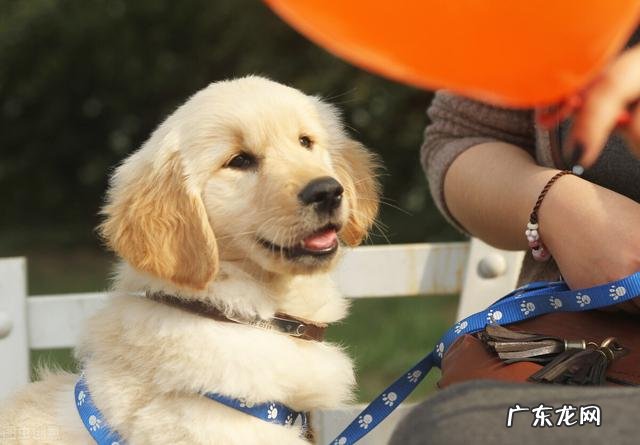 金毛很聪明 家里有一只憨厚的金毛是什么样的体验