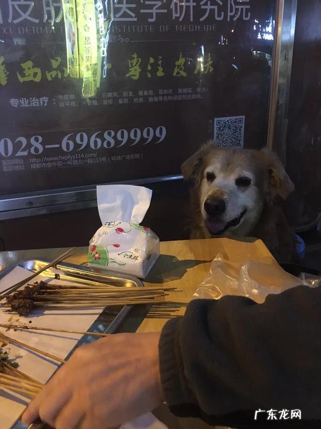 金毛很聪明 家里有一只憨厚的金毛是什么样的体验