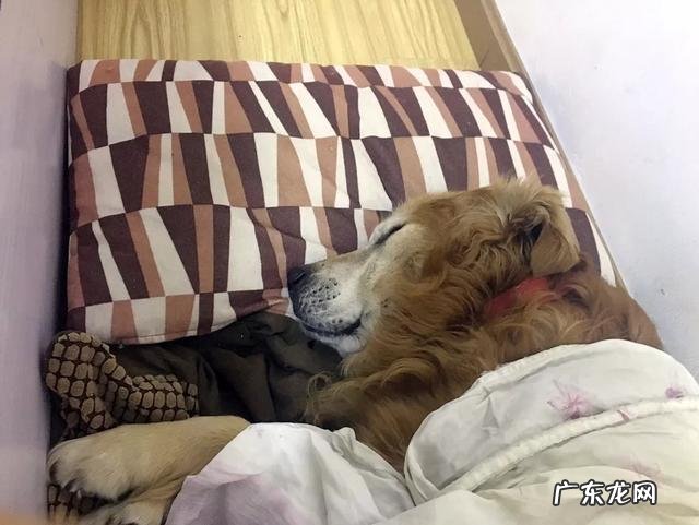 金毛很聪明 家里有一只憨厚的金毛是什么样的体验