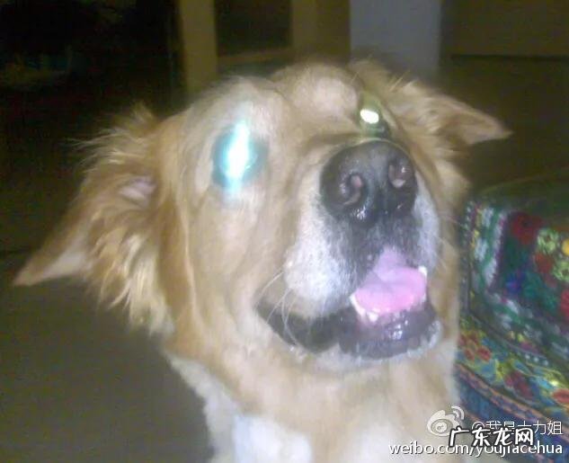 金毛很聪明 家里有一只憨厚的金毛是什么样的体验