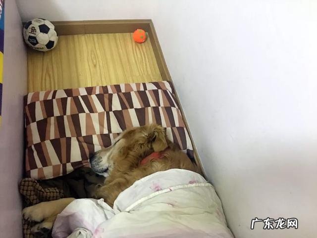 金毛很聪明 家里有一只憨厚的金毛是什么样的体验