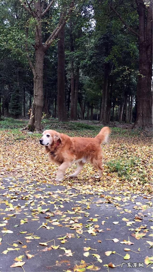 金毛很聪明 家里有一只憨厚的金毛是什么样的体验