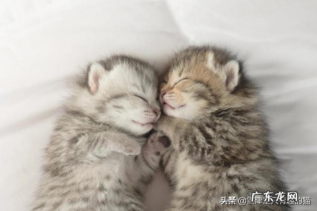 养猫的过程 养猫之后,给你的生活带来了什么