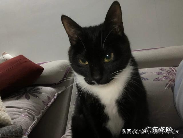 养猫的过程 养猫之后,给你的生活带来了什么