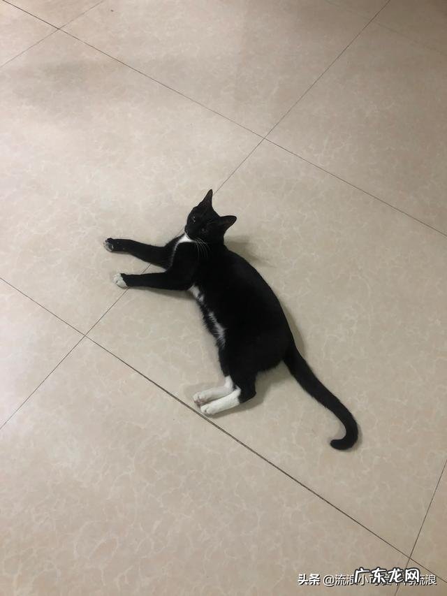 养猫的过程 养猫之后,给你的生活带来了什么