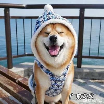柴犬为什么容易丢 柴犬可以撒手吗