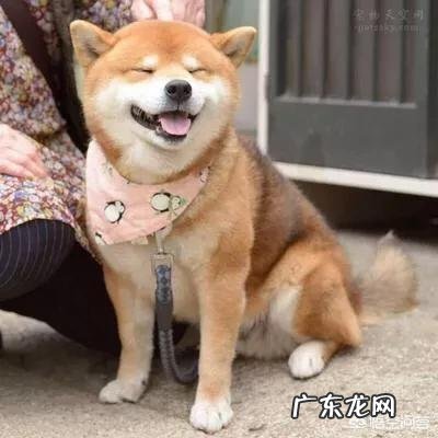 柴犬为什么容易丢 柴犬可以撒手吗