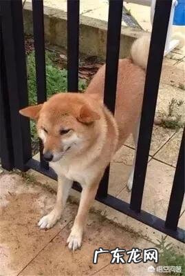 柴犬为什么容易丢 柴犬可以撒手吗