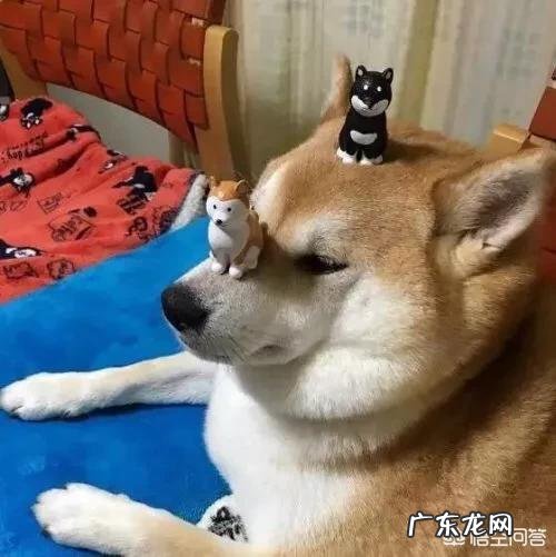 柴犬为什么容易丢 柴犬可以撒手吗