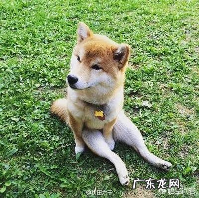 柴犬为什么容易丢 柴犬可以撒手吗