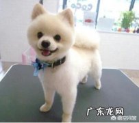 好看的猫咪剃毛造型 猫狗剪毛有哪些造型