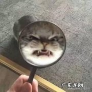 我国特有的狸花猫，一生只认一个主人，忠诚至极，为何有些人不愿养