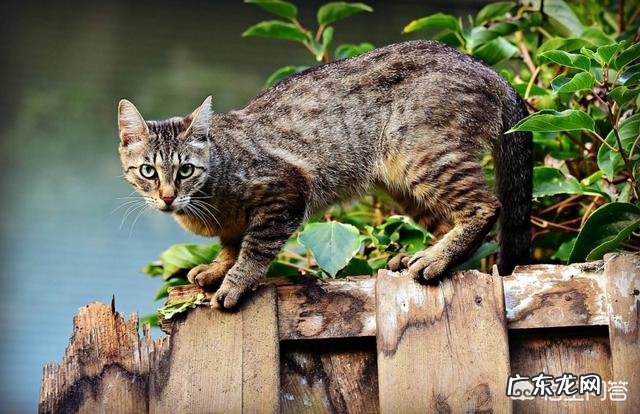 我国特有的狸花猫，一生只认一个主人，忠诚至极，为何有些人不愿养