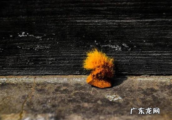 黄毛的狗,是什么狗 有人说山间的“黄毛狗”千万不能碰,到底是什么原因