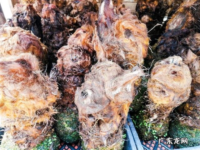 黄毛的狗,是什么狗 有人说山间的“黄毛狗”千万不能碰,到底是什么原因