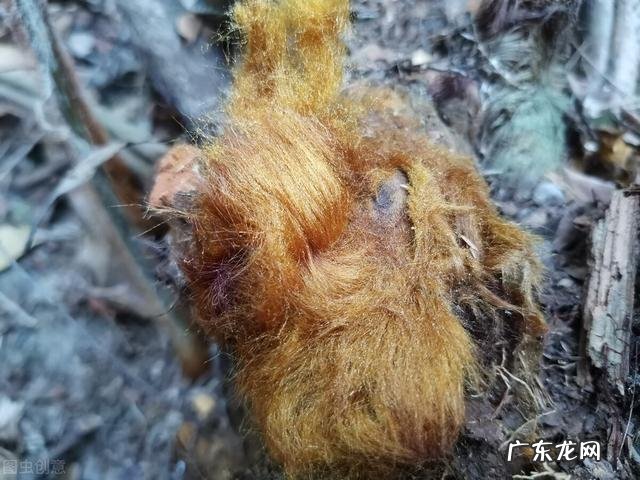 黄毛的狗,是什么狗 有人说山间的“黄毛狗”千万不能碰,到底是什么原因