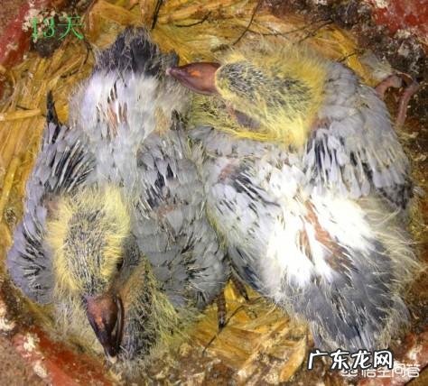 大鸽子不喂小鸽子怎么回事 小鸽子没有了老鸽子,该怎样喂养呢