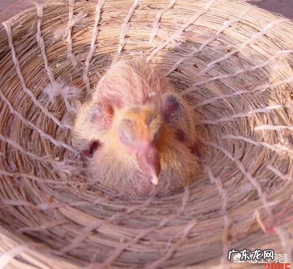 大鸽子不喂小鸽子怎么回事 小鸽子没有了老鸽子,该怎样喂养呢