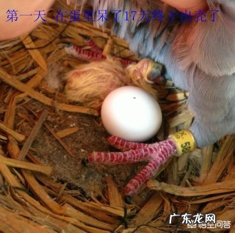 大鸽子不喂小鸽子怎么回事 小鸽子没有了老鸽子,该怎样喂养呢