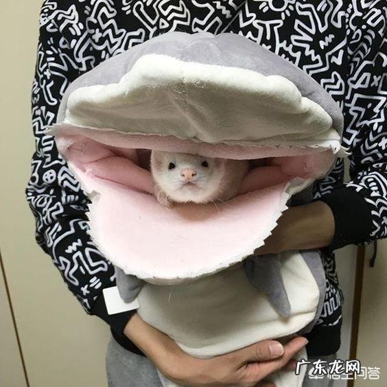 猫是肉食动物还是草食动物 那么多的食肉动物中为什么只有猫和狗被驯化为宠物