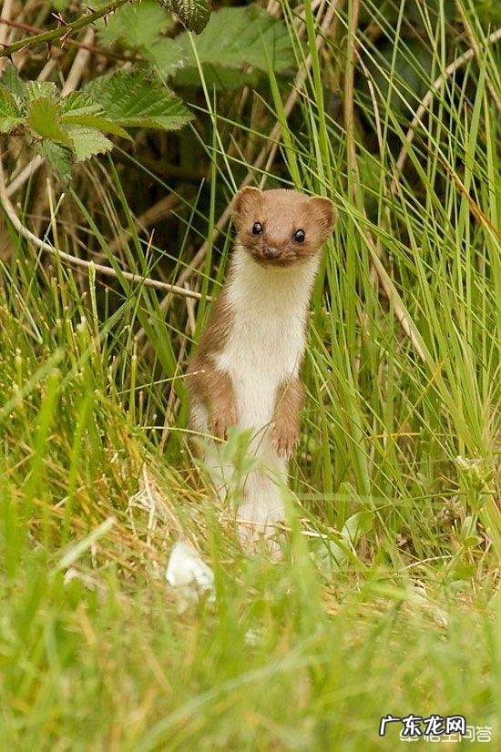 猫是肉食动物还是草食动物 那么多的食肉动物中为什么只有猫和狗被驯化为宠物