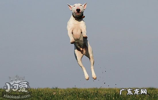 狗喜欢玩玩具吗 狗狗喜欢玩什么玩具