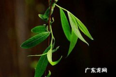 柳树叶煮水有什么功效