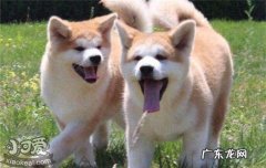 颜值高的狗狗排名 五种颜值高的狗
