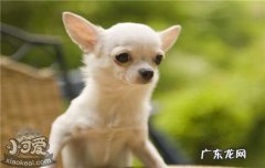 小狗拖屁股走路是为什么 狗狗屁股拖地怎么回事