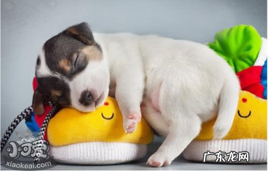 狗狗会抑郁么 狗狗会得抑郁症吗