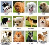 狗狗品种大全及图片和名字和价格 狗狗品种大全及图片