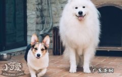 老年犬需要补充什么 老年犬的护理要点