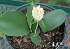 虎皮兰可以分株吗 虎耳兰怎么分株移植