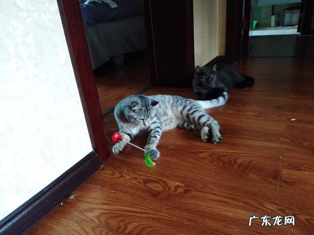 给猫起个名 大家都给猫取了什么有趣的名字