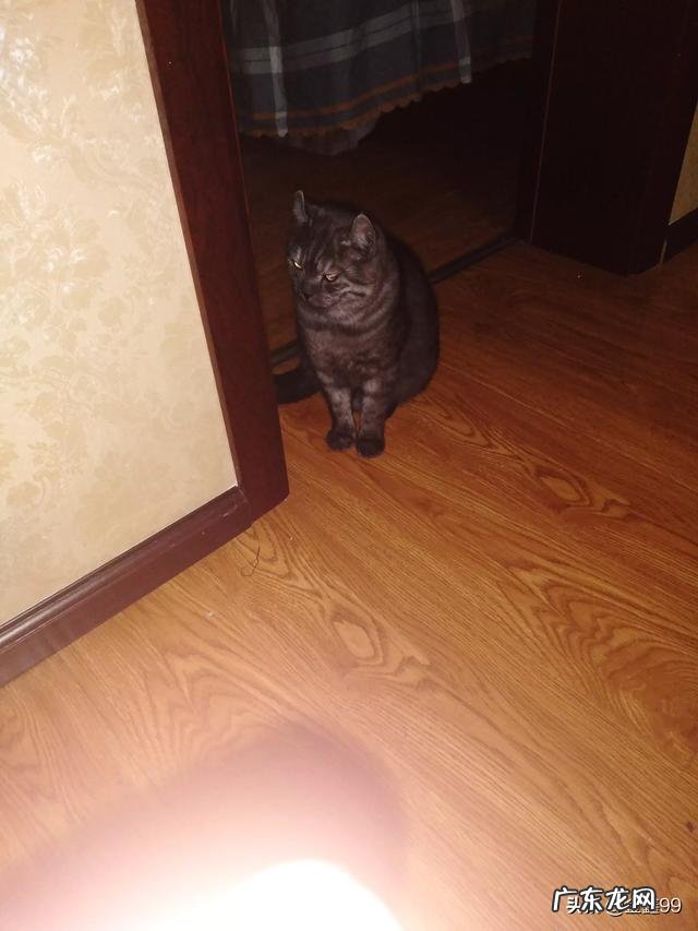 给猫起个名 大家都给猫取了什么有趣的名字